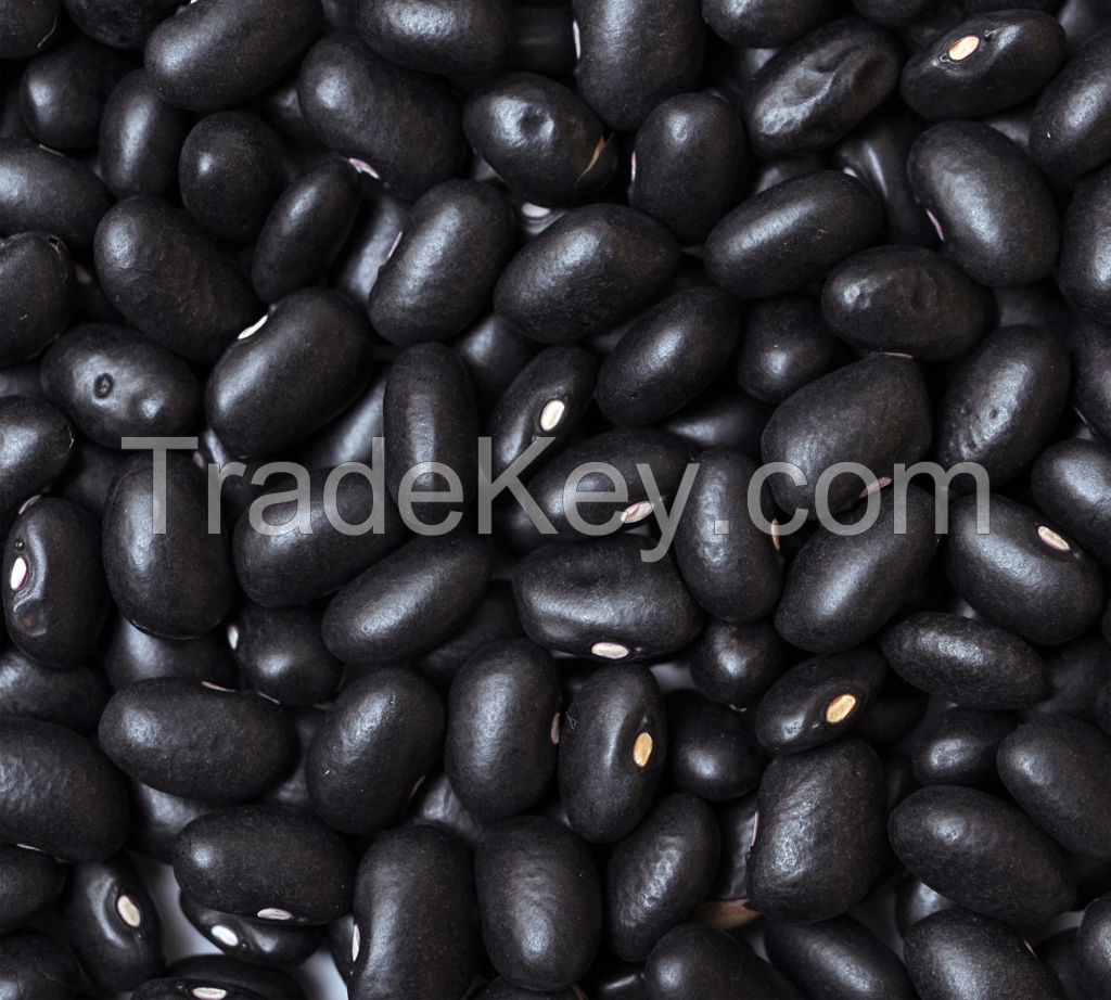 Cheap Black Kindey Beans available For Sale