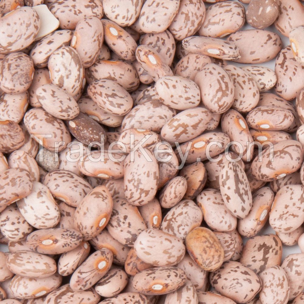 Light Speckled Kidney Beans/red sugar bean/Pinto bean