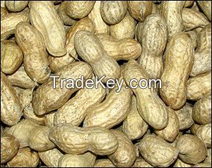 Raw Peanut Best Quality