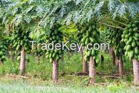 Pawpaws are sold fresh from farm