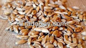 ORGANIC DICOCCUM WHEAT FLAVOR (Zea) for 1, 65 per kilo