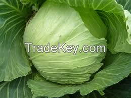 FRESH CABBAGE