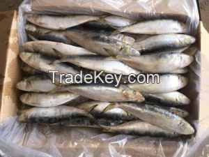 FROZEN SARDINE FISH