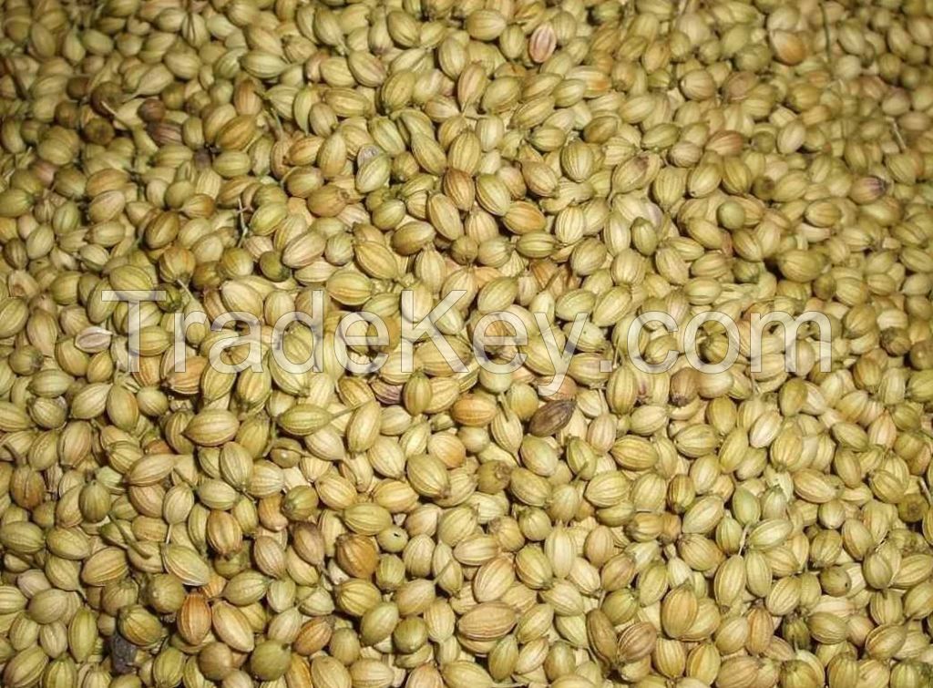 CORIANDER SEEDS