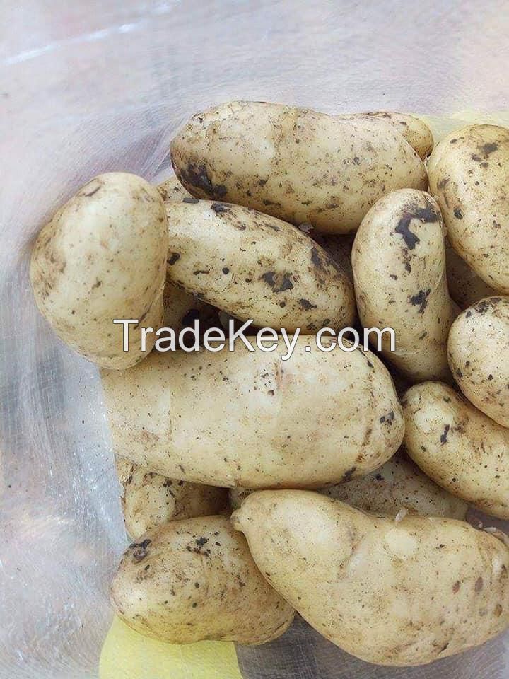 Fresh potatoes