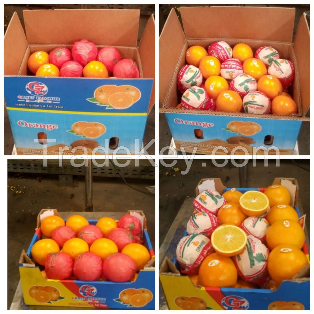 Navel Orange suppliers