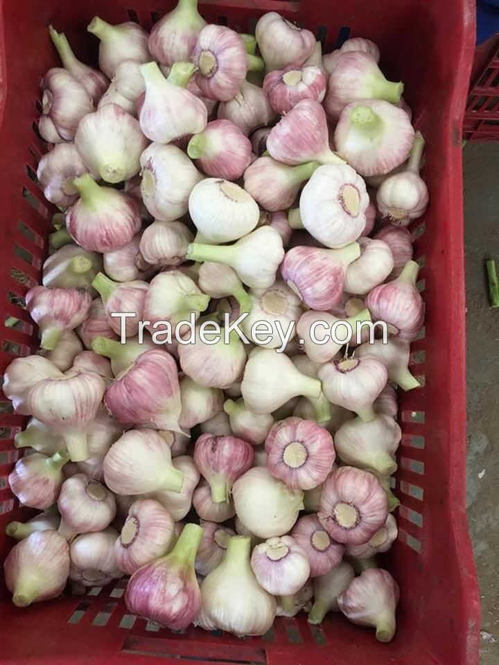 Fresh Garlic : (White , Red)