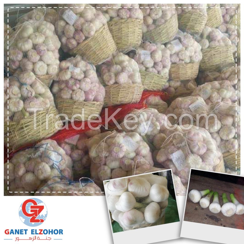 fresh garlic