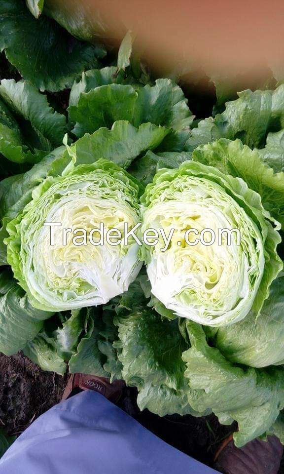 Egyptian cabbage