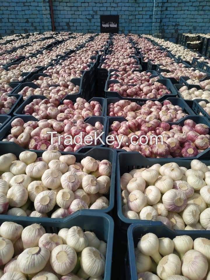 Fresh Garlic : (White , Red)