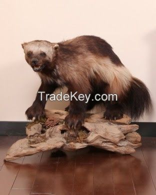 TAXIDERMY MOUNTS