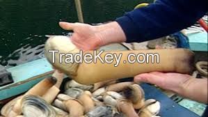 hot sale high quality geoduck clams for sale