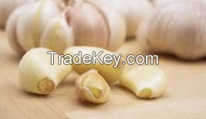 Natural Fresh white garlic