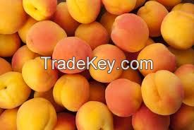 Good Quality Fresh / Dried Apricot for Sale Thailand Origin