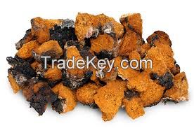 chaga mushroom extract