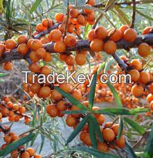 100% Natural sea buckthorn seed essential oil