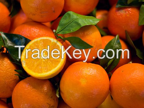 High Quality Fresh Sweet Navel Oranges