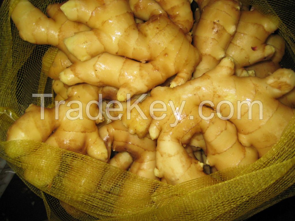 BEST GRADE AND QUALITY FRESH GINGER