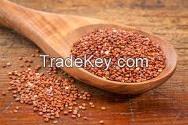 High quality Common Red Quinoa, cereal grain