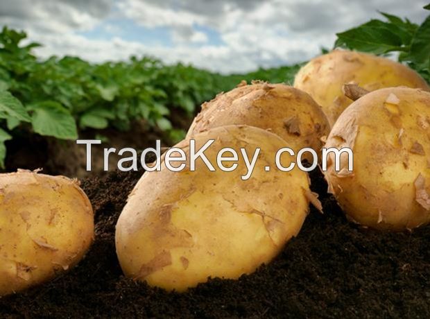 wholesale high quality fresh yellow delicious potato