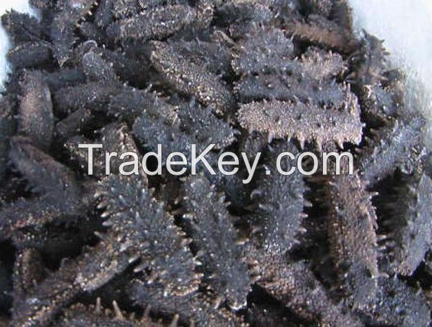 Priemium Quality FROZEN CLEANED SEA CUCUMBER Dried Sea Cucumber
