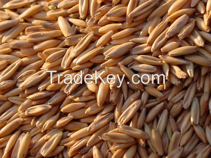 Best quality original hulled oat with husk at cheap price