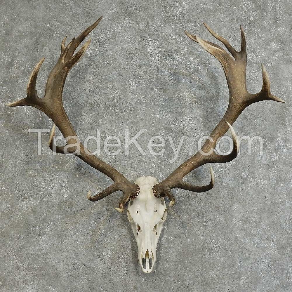 ( Premium Quality ) Deer Antlers, Deer Horn