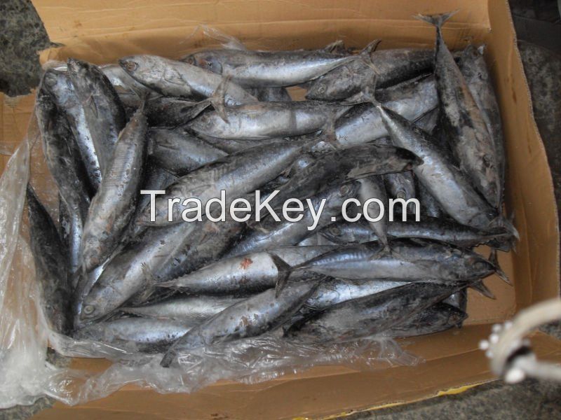 100% High Quality Frozen Skipjack Tuna Fishes