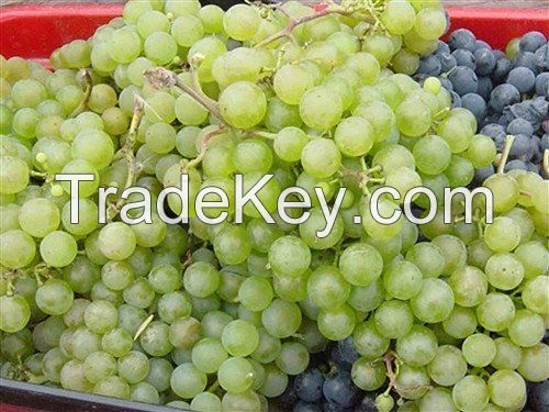 High Quality Fresh Seedless Green Grapes