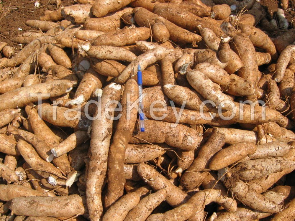 Fresh Cassava Best Quality For Sale