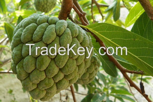 Grade A Quality Sugar Apple