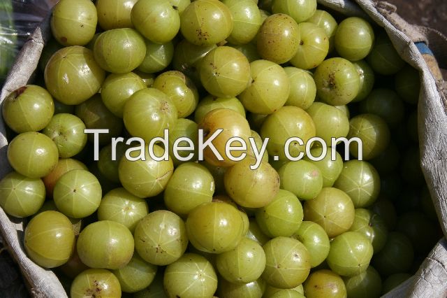 High Quality Amla Fruits (Fresh& Dried)