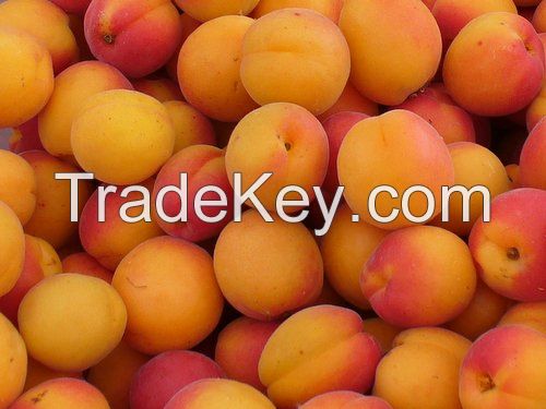 100% Fresh Apricot