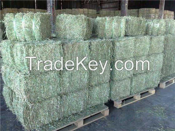 Quality Alfalfa Hay Bales. Alfalfa Cubes, Alfalfa Pellets