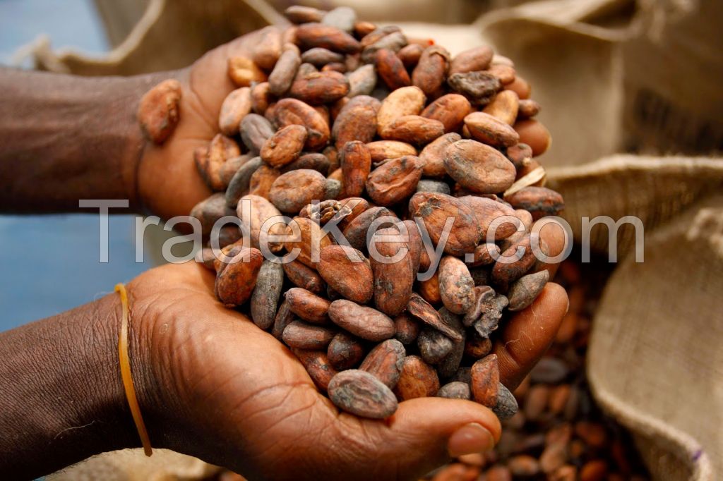 Grade A Cocoa Beans For Sale