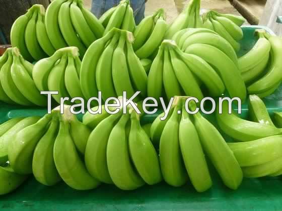 Fresh cavendish banana
