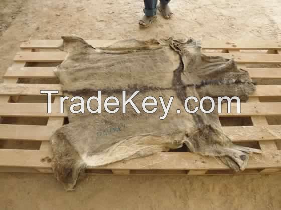 Wet and Dry Salted Donkey Hides and Cow Hides