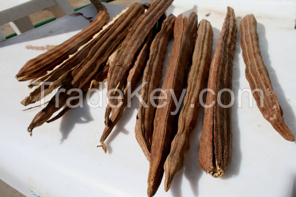 Moringa seeds