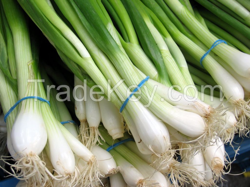 Spring onions, grade A