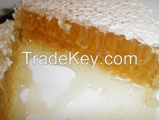 Premium quality fresh pure natural comb honey