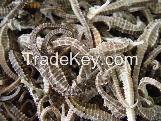 Dried SeaHorse / Dried Fish Maw / Dried Sea Cucumber