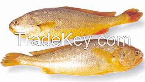 YELLOW CROAKER FISH