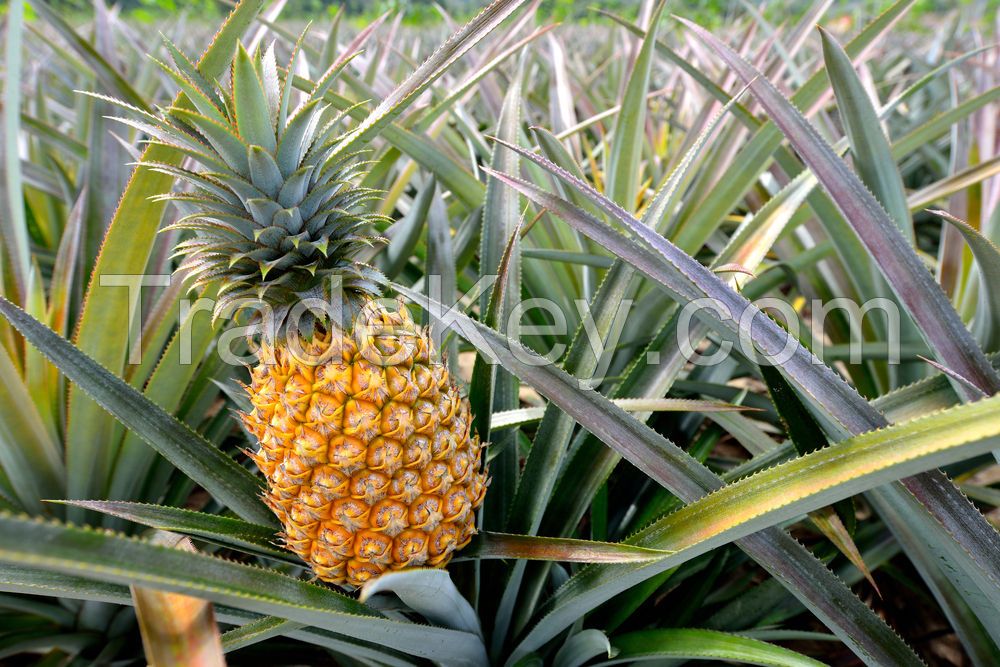 Ripen Fresh Pineapples