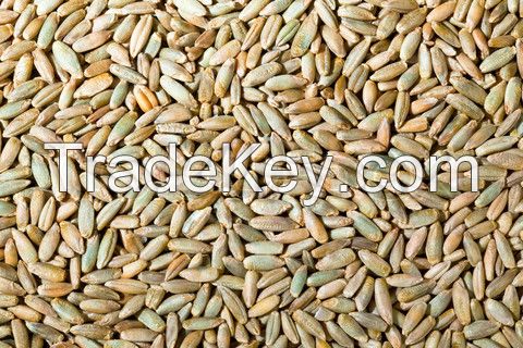 Whole Grain Rye