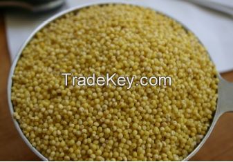 Green Millet