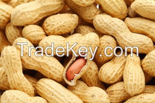 Peanuts in shell