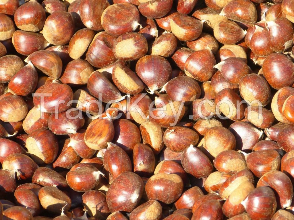 Organic Bulk Chinese Chestnut