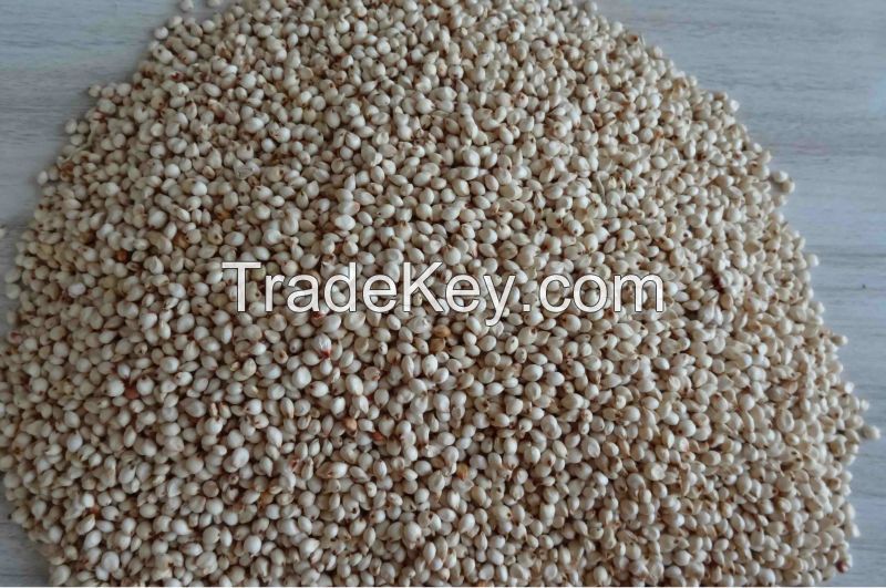 WHITE SORGHUM