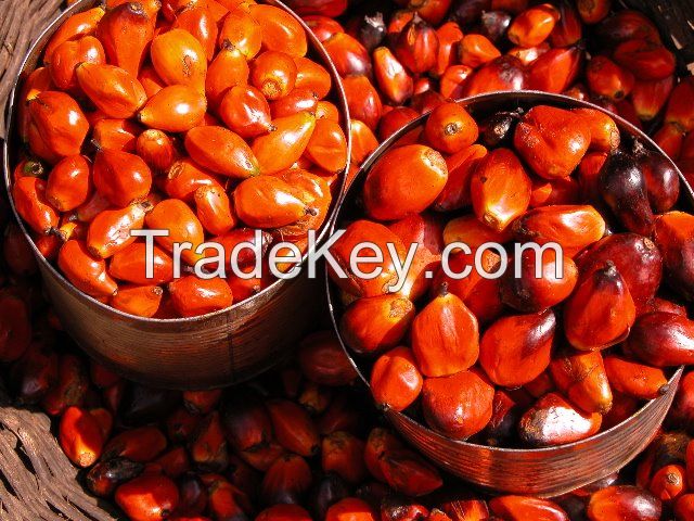 palm nut