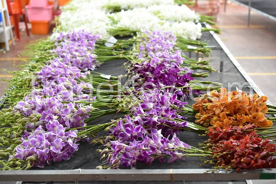 Wholesalers and Importers of Orchids - Buy Thailand Cut Orchids